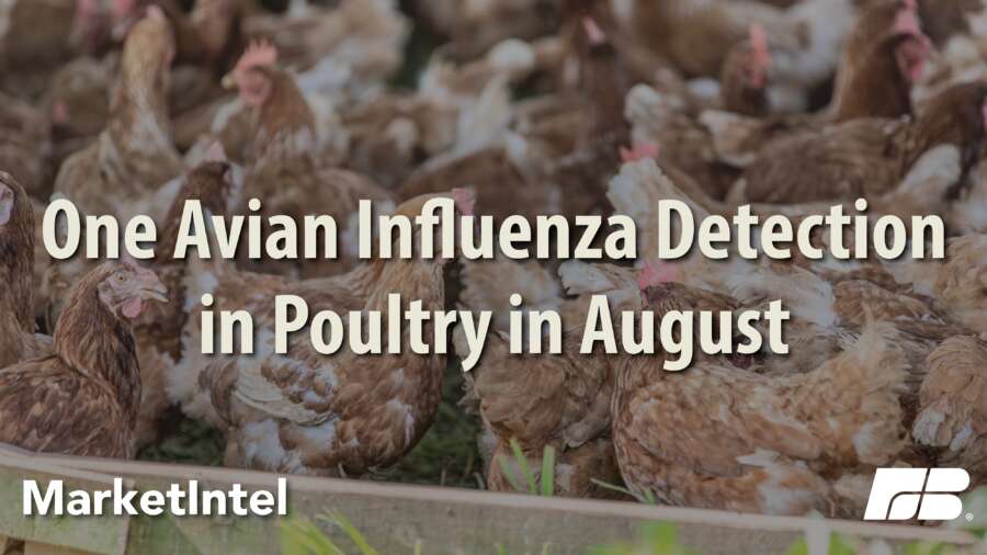 View of Avian Influenza Detections Drop, But Fall Migration Looms | Market ...