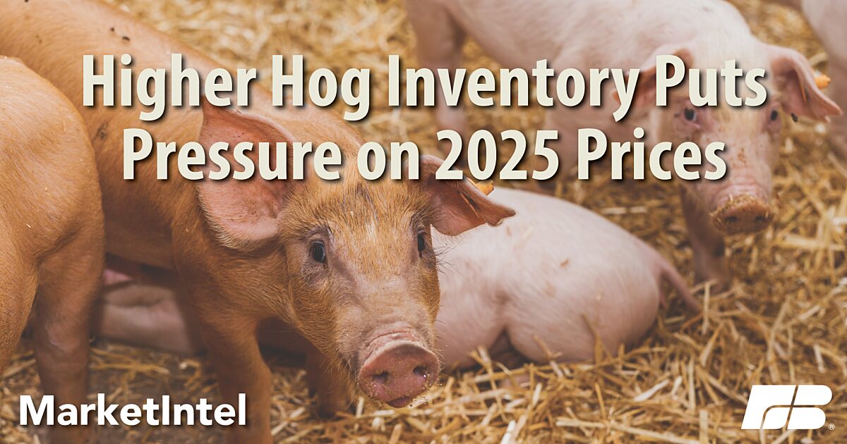 Quarterly Hogs and Pigs Report Puts Pressure on 2025 Prices