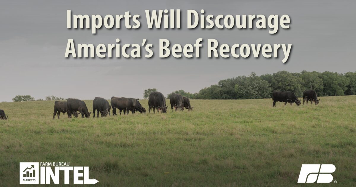 Why Ground Beef Prices Are at Record Highs in 2024