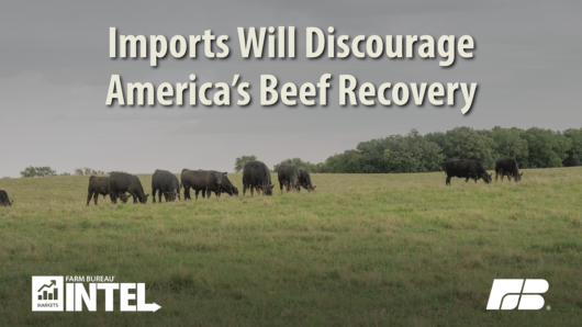 MI Imports Will Discourage Americas Beef Recovery draft 1 1