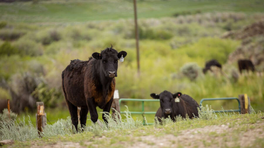 Farm Bureau Analysis Finds Increasing Imports Not Lowering U.S. Beef ...