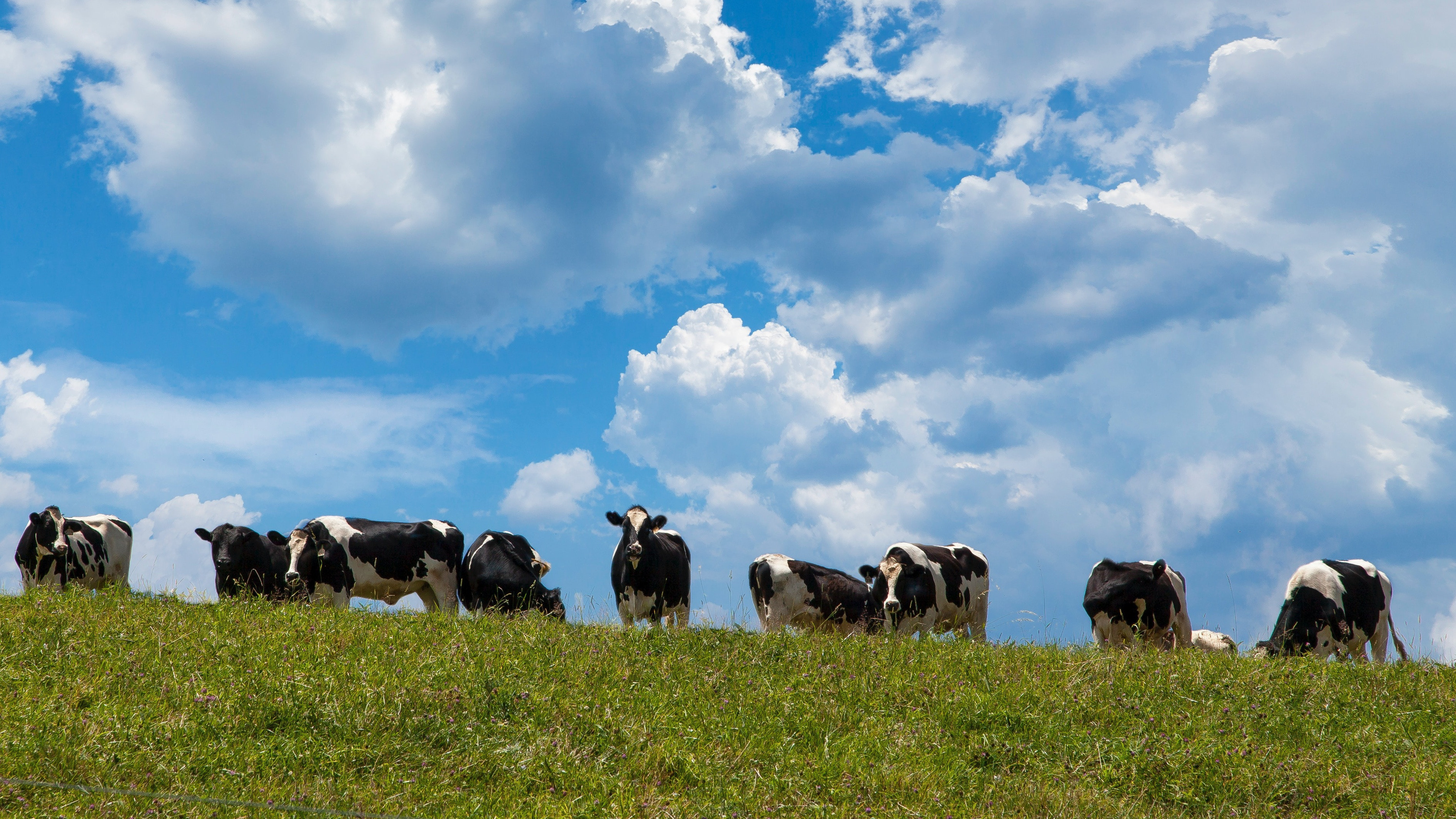 Dairy Cows On Hill feature