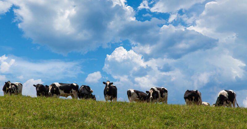 Dairy Farmers Struggle as Milk Prices Fall and Costs Climb - Vimarsana News