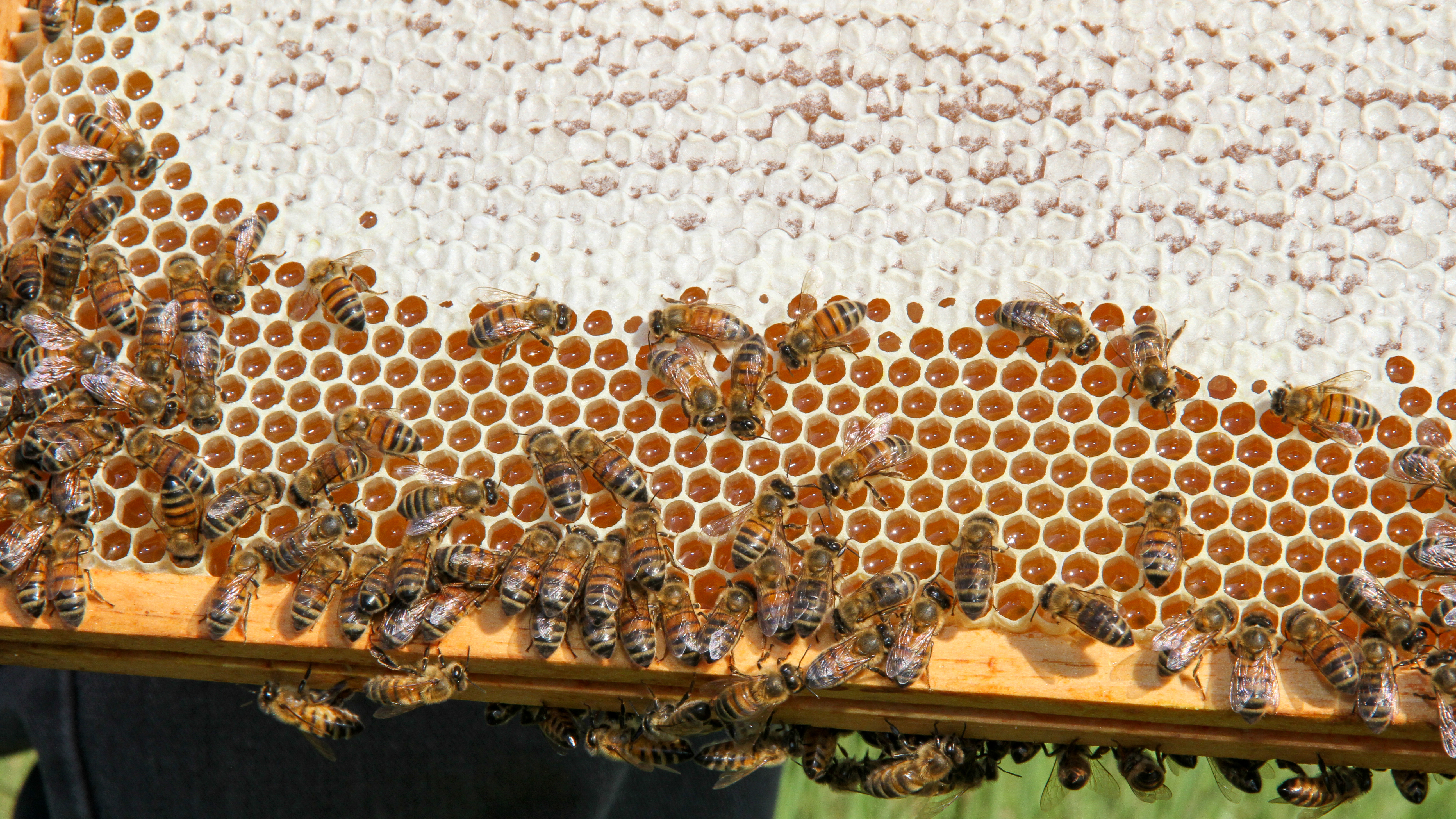 Neonicotinoids & Honey Bees  American Farm Bureau Federation