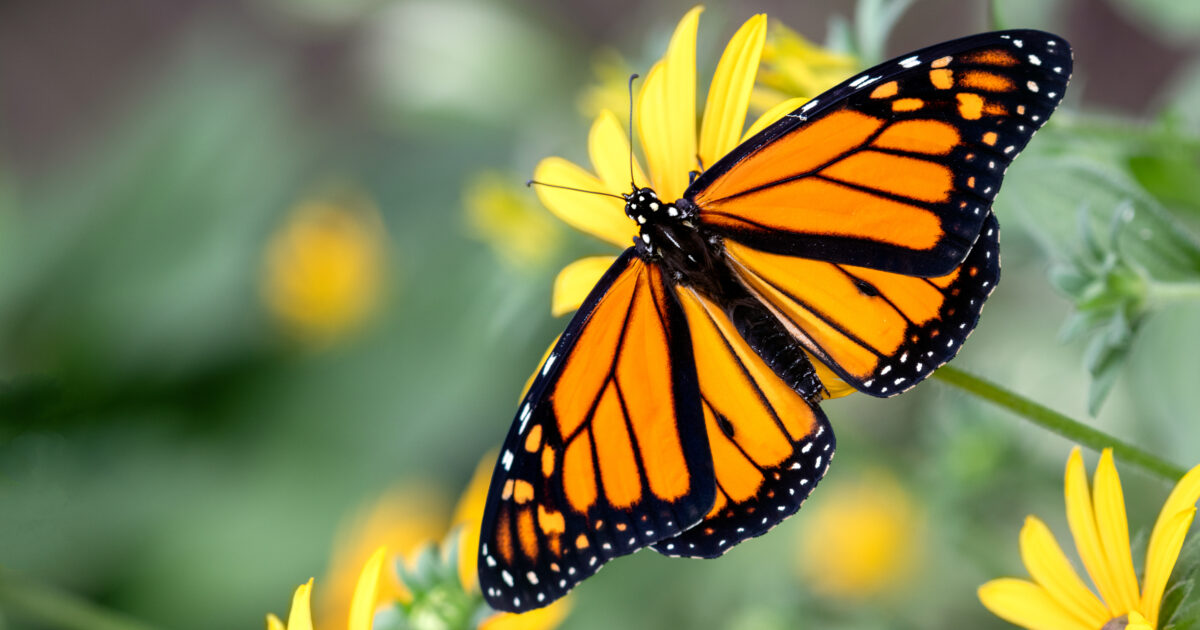 U.S. Fish and Wildlife Proposes ESA Listing for Monarch Butterflies