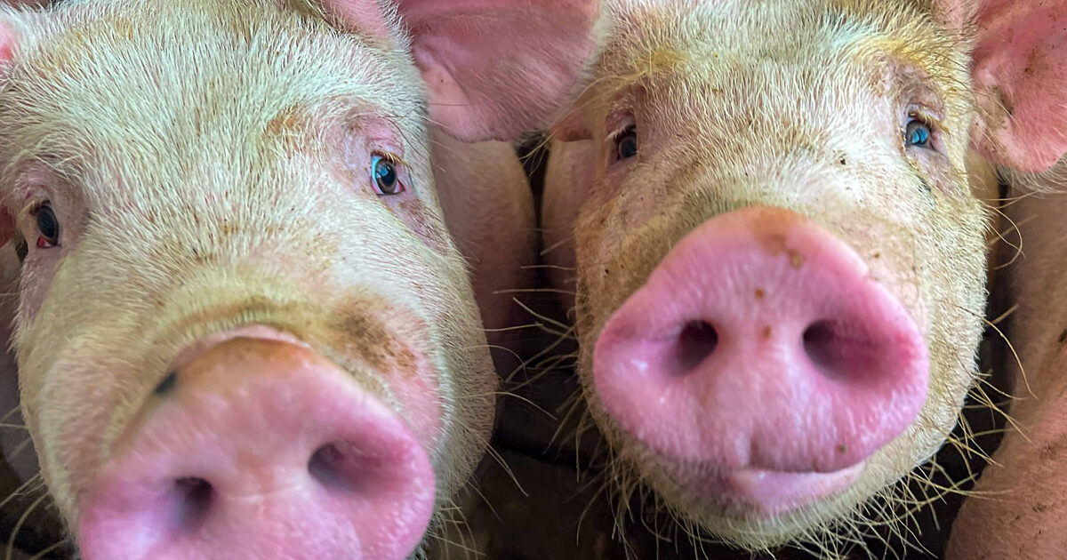 Quarterly Hogs & Pigs Report Hog Markets Will Need Strong Demand to