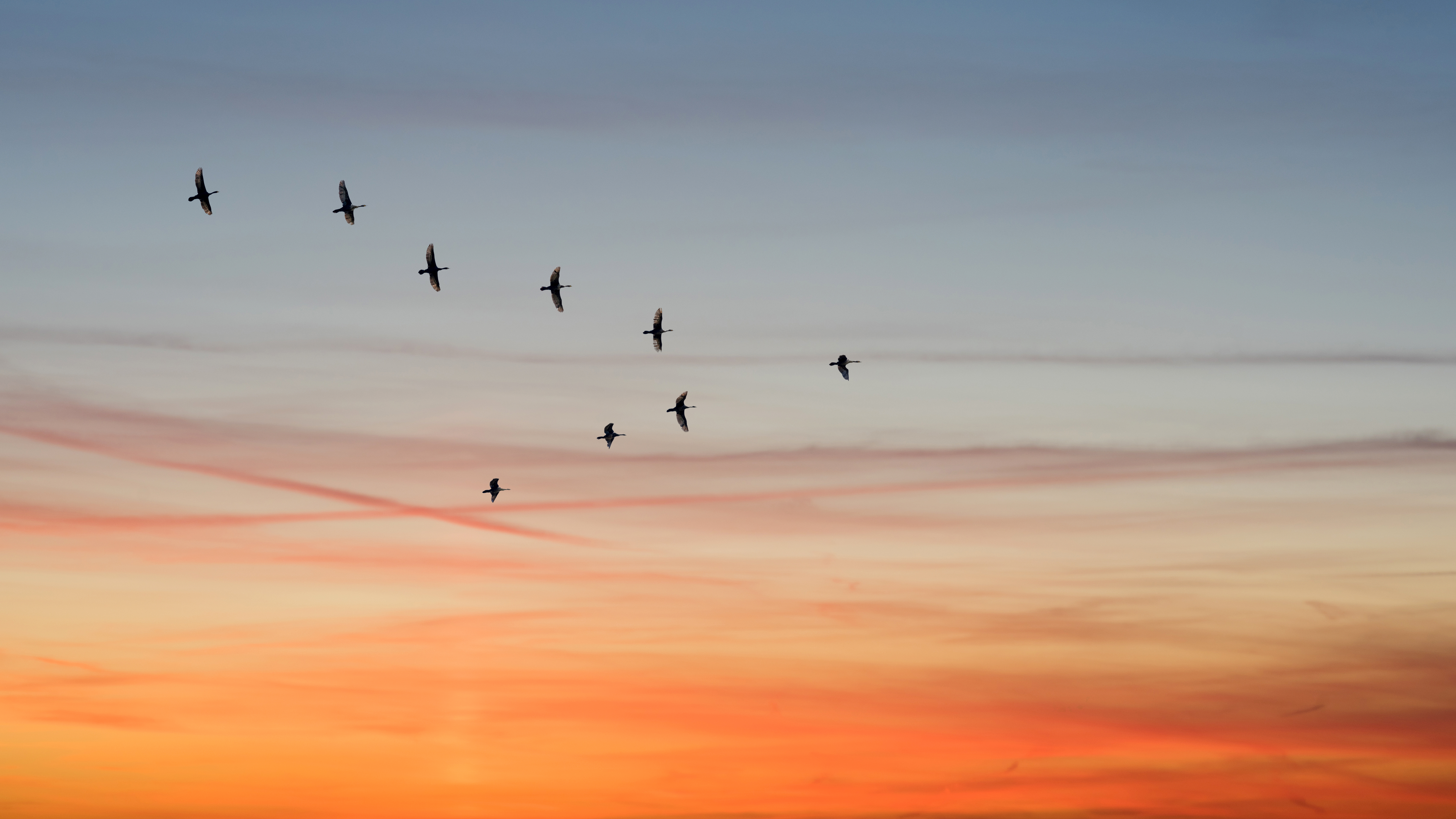 Birds at Sunset