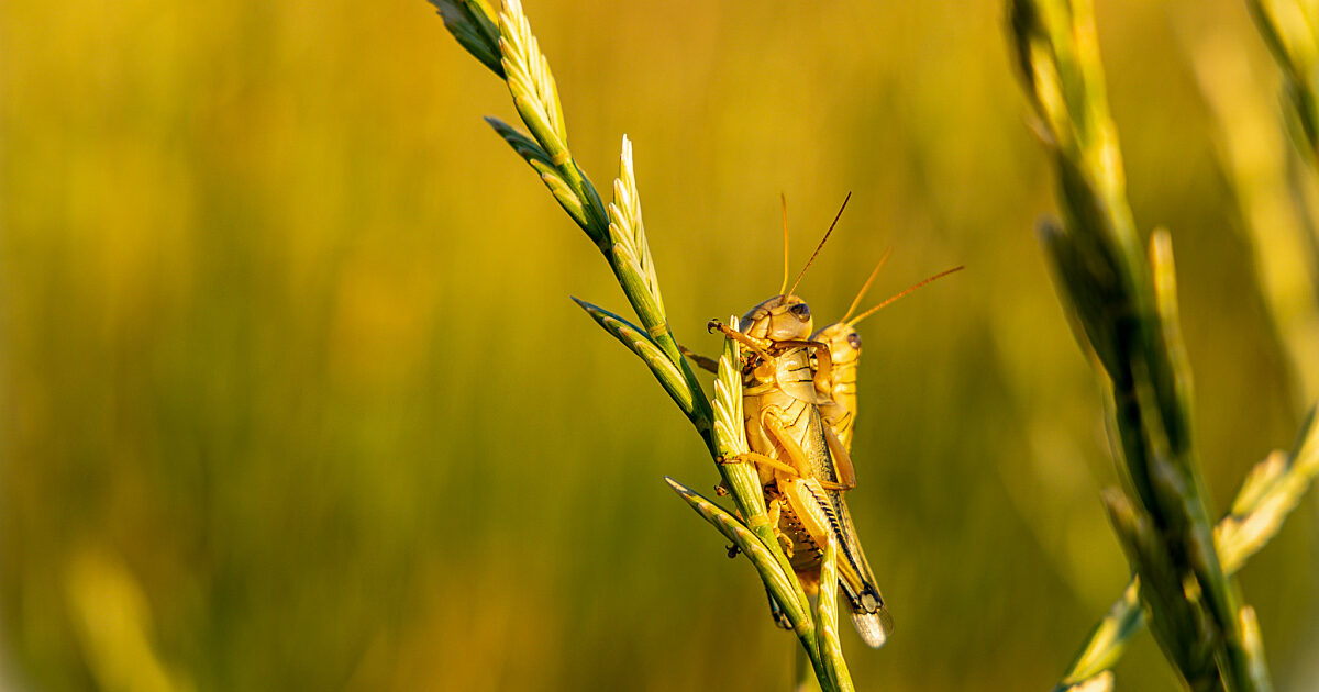 Locust Swarm Impact: Devastation in 2025