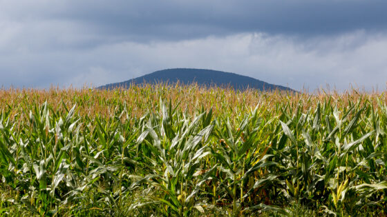 corn