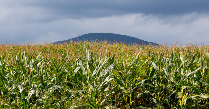 Let's Get Going, 2024! | Market Intel | American Farm Bureau Federation - Vimarsana News