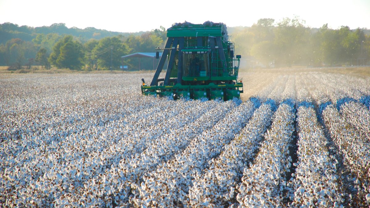 5 facts about cotton planting - AustralianFarmers