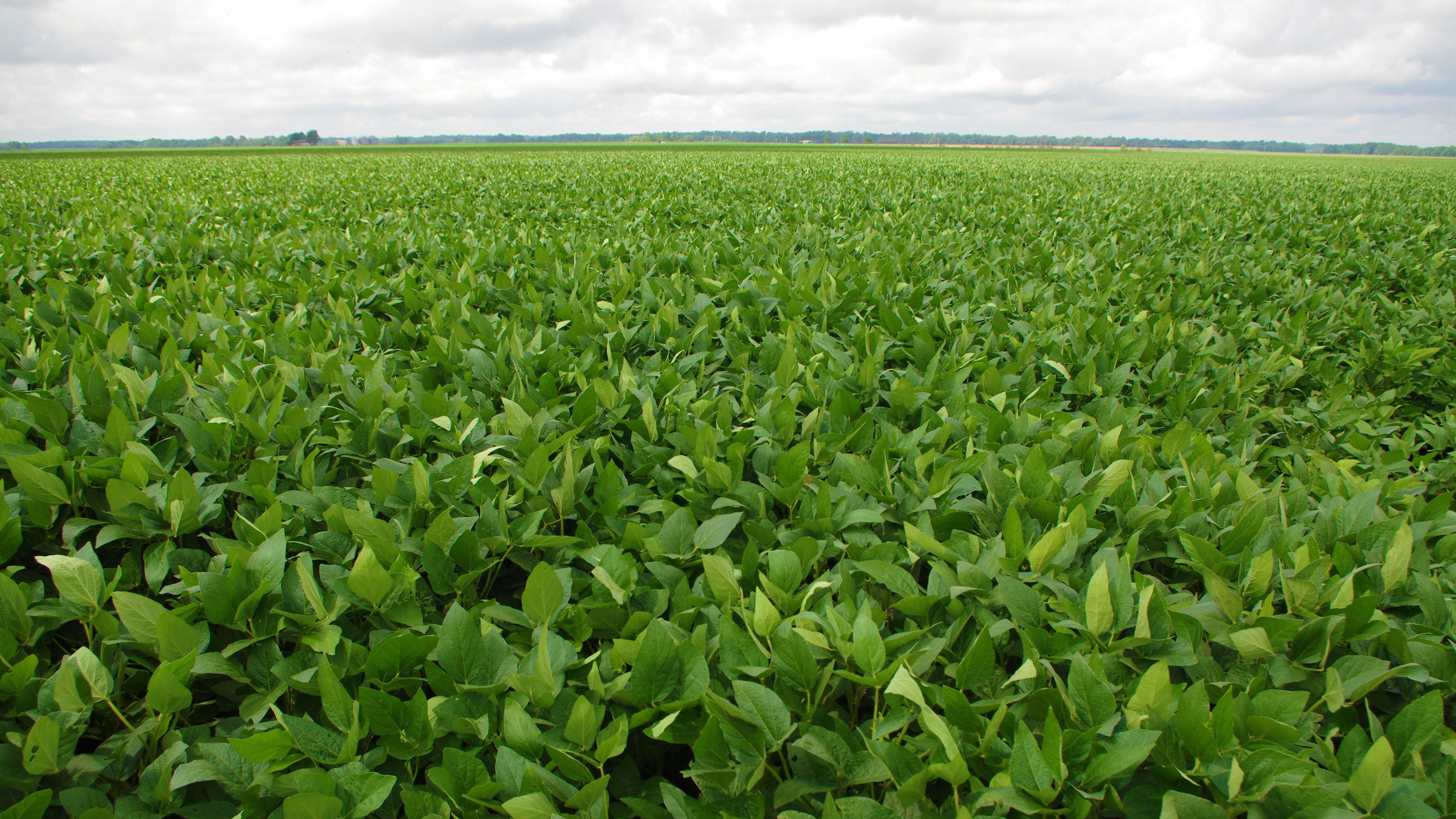 Arkansas FB soybeans feat