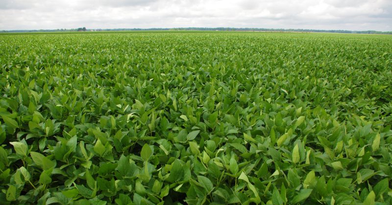 September WASDE: Ringing in 50 Years with Reduced Corn, Soybean Yields and Lower Livestock Production Expectations - Vimarsana News