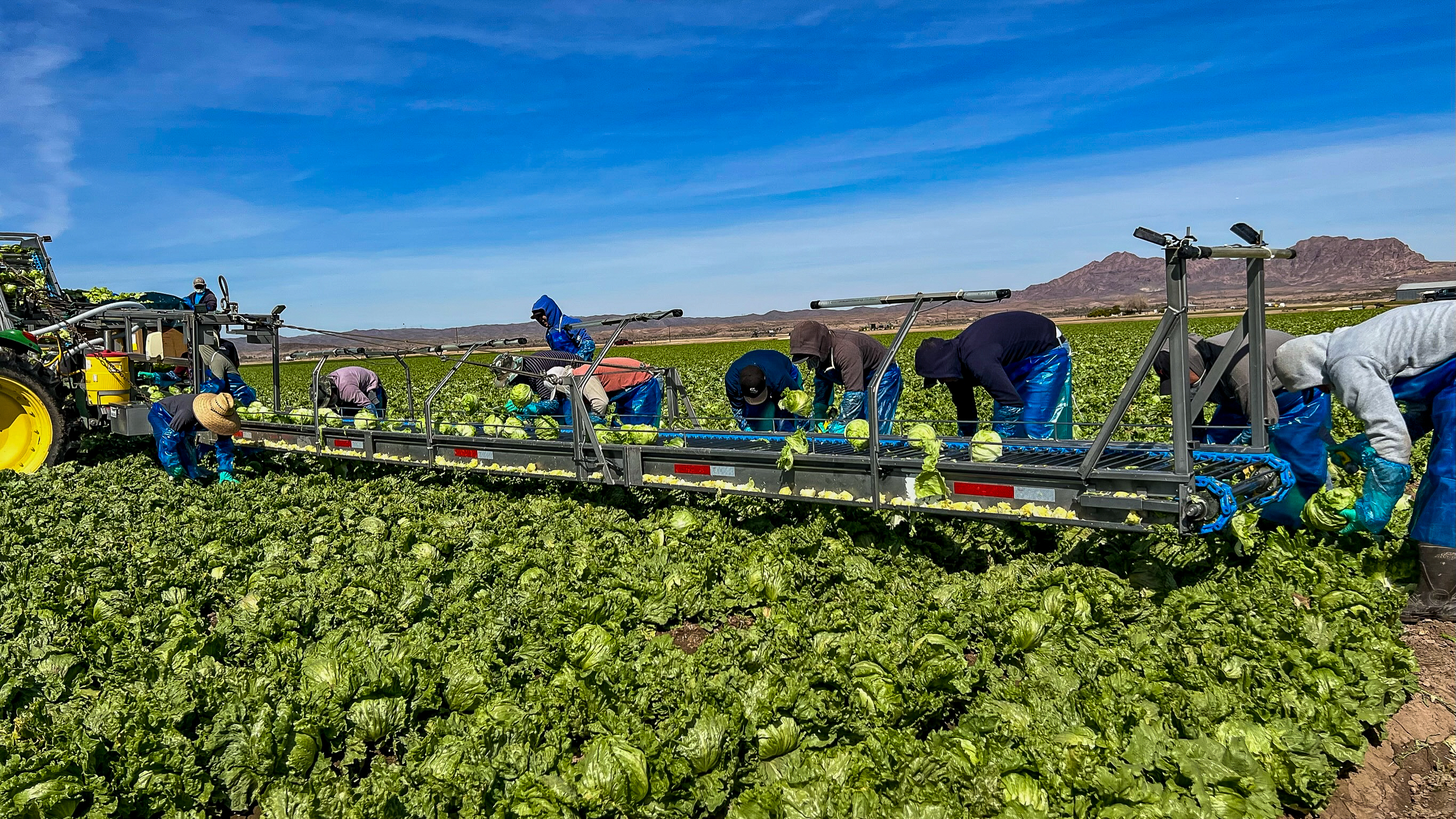 cabbage/labor