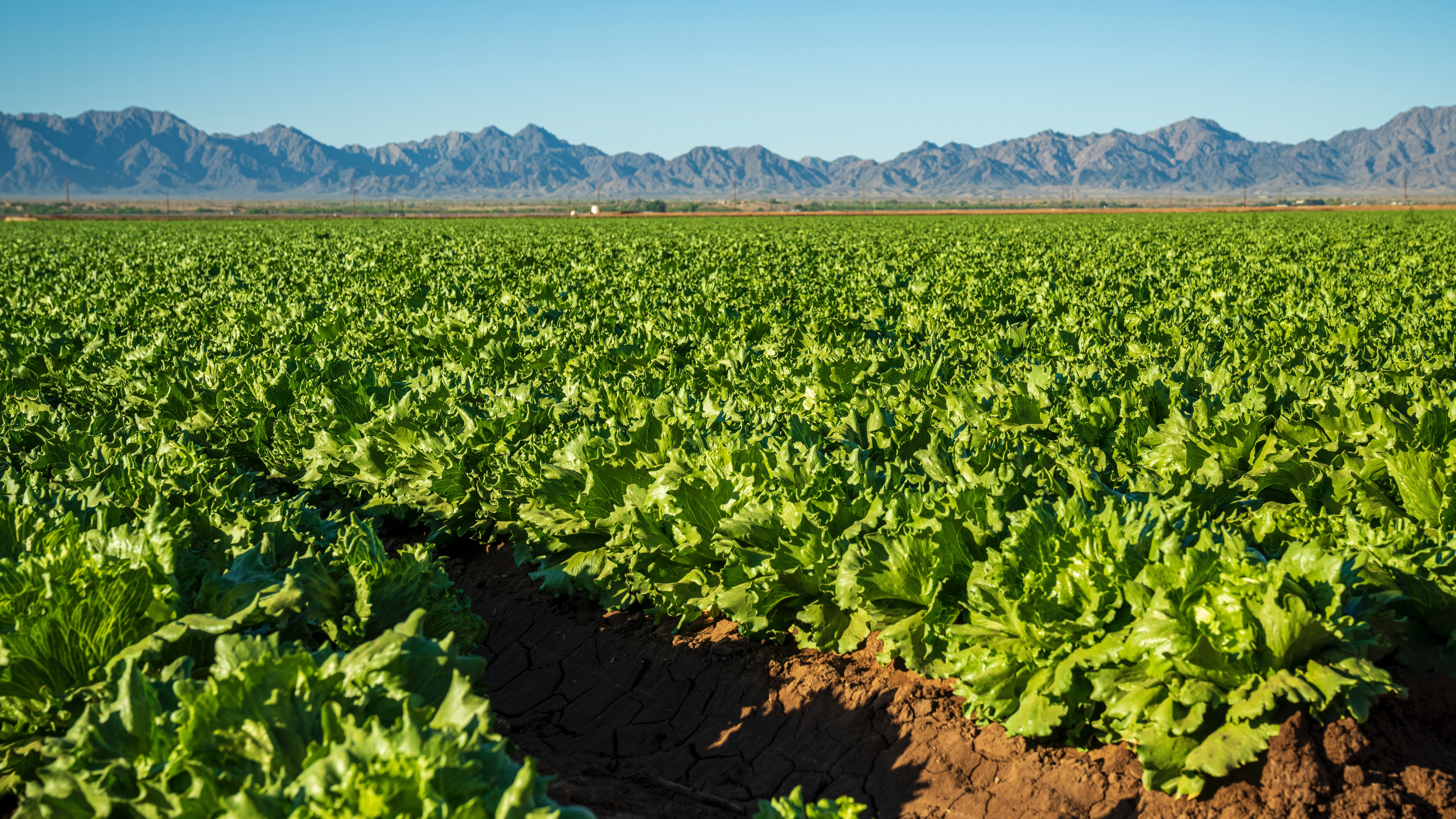 Agriculture