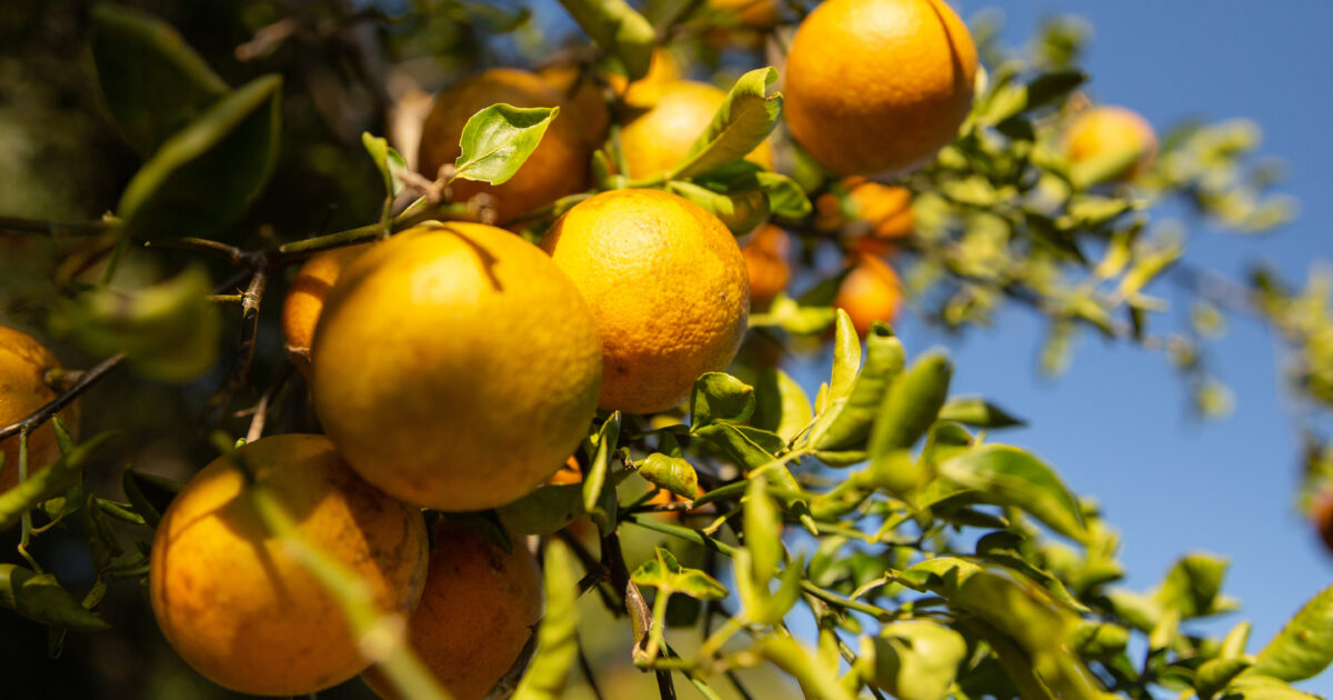 U.S. Citrus Production – An Uphill Battle to Survive | Market 