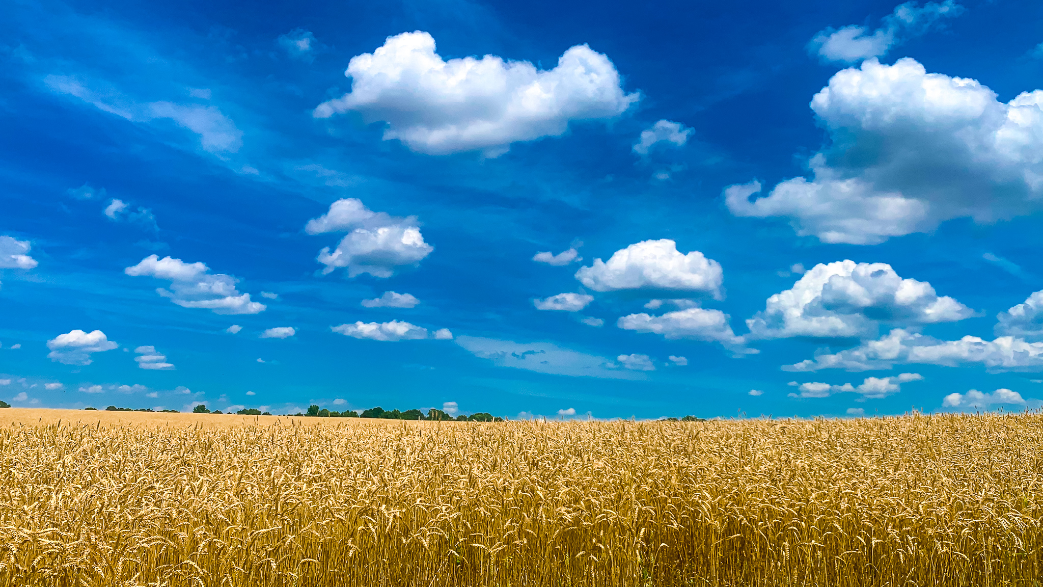 AFBF Morgan Walker Wheat Field