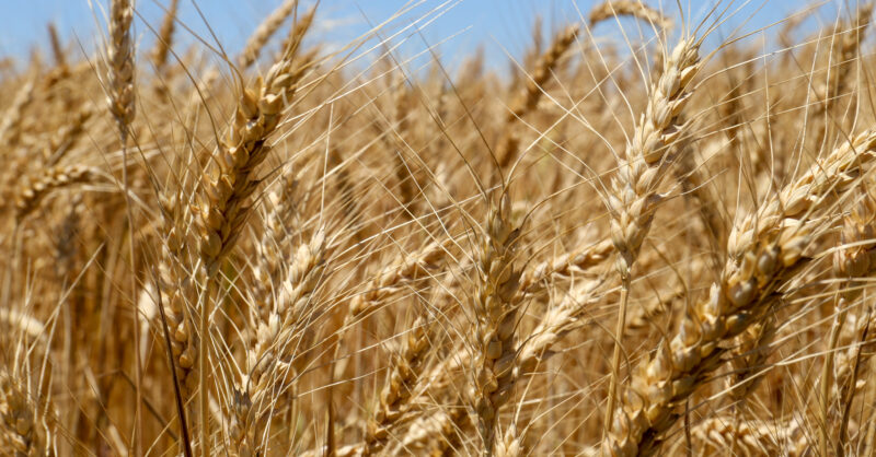 Farm Bill Math Updated Again in May CBO Baseline - Vimarsana News
