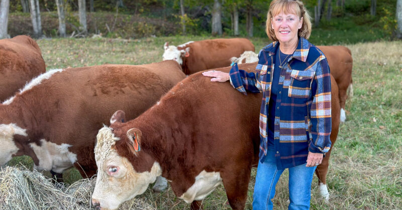 Miniature Hereford Cattle Growing in Popularity - Vimarsana News