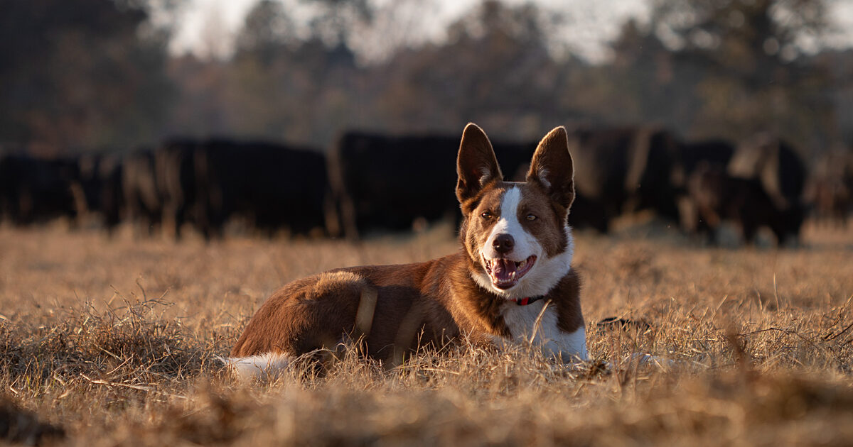 Farm Bureau Names 2024 Farm Dog of the Year | News Release
