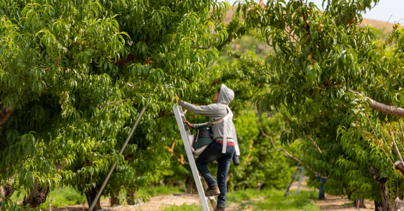 OEWS Data | Market Intel | American Farm Bureau Federation - Vimarsana News